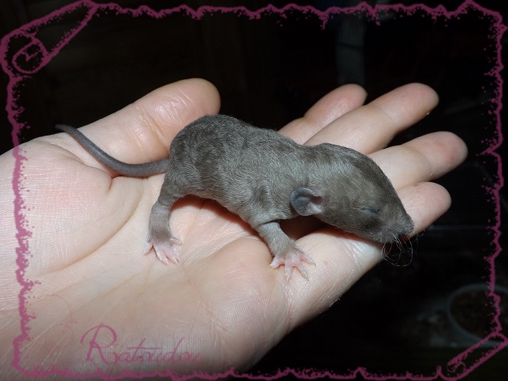 Evolution des ratons Dscf2230
