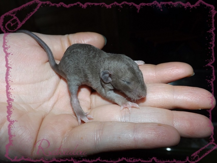 Evolution des ratons Dscf2231