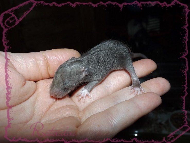 Evolution des ratons Dscf2233