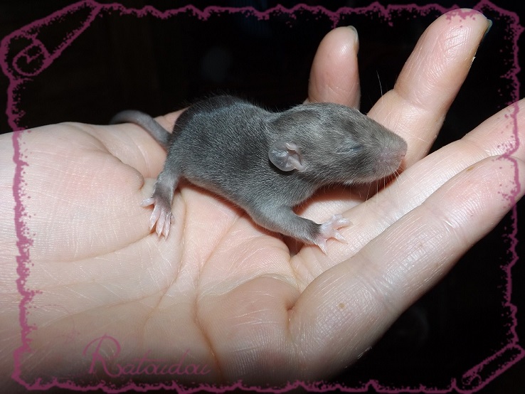 Evolution des ratons Dscf2234
