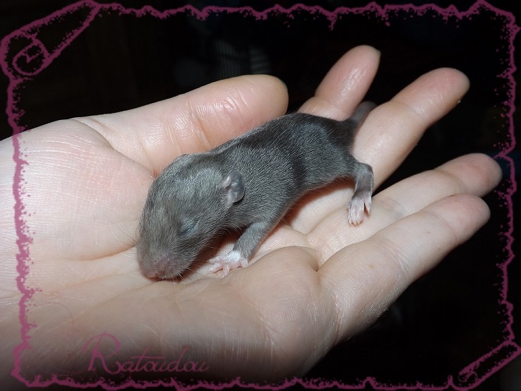 Evolution des ratons Dscf2235