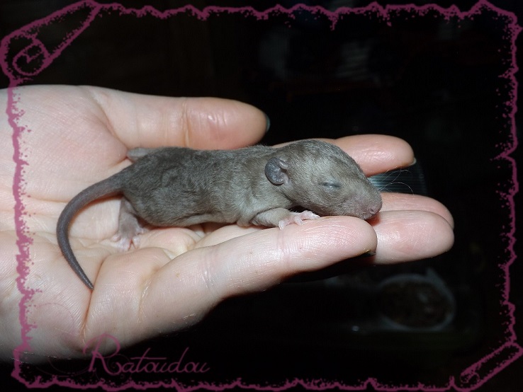 Evolution des ratons Dscf2238