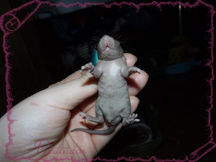 Evolution des ratons Dscf2240