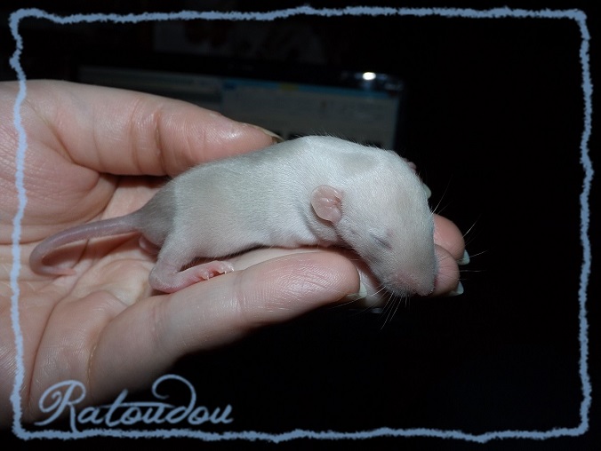Evolution des ratons Dscf2253