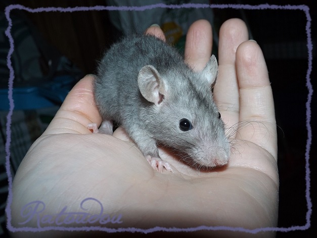 Evolution des ratons Dscf2516