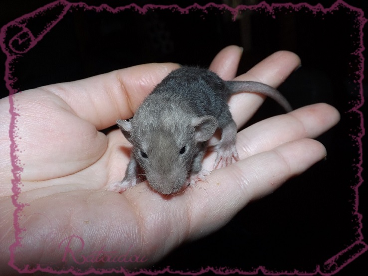 Evolution des ratons Dscf2528