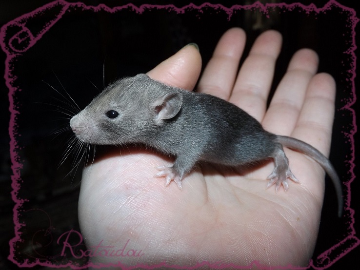 Evolution des ratons Dscf2529