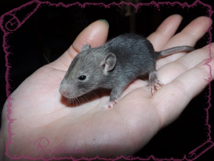 Evolution des ratons Dscf2531
