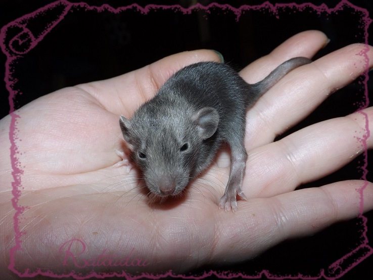 Evolution des ratons Dscf2533