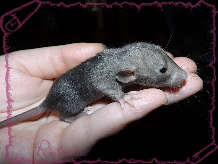Evolution des ratons Dscf2534