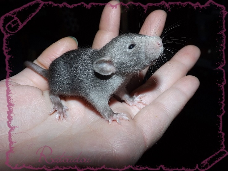 Evolution des ratons Dscf2535