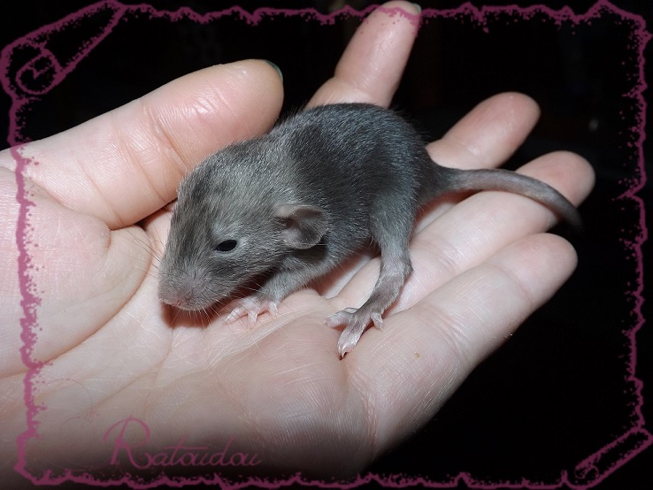 Evolution des ratons Dscf2624