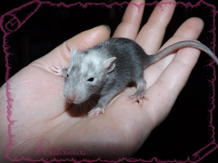 Evolution des ratons Dscf2626