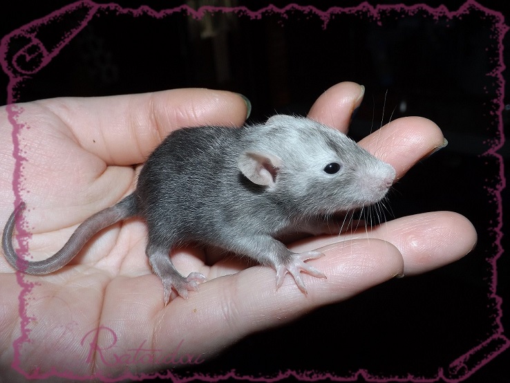 Evolution des ratons Dscf2627