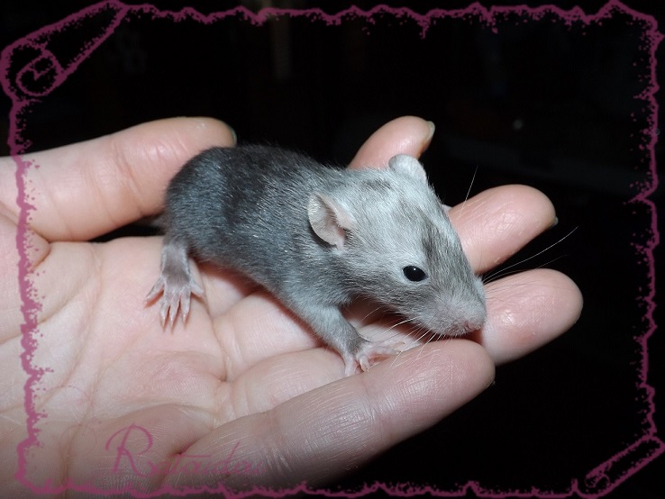 Evolution des ratons Dscf2628
