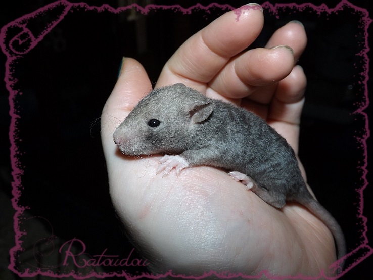 Evolution des ratons Dscf2629