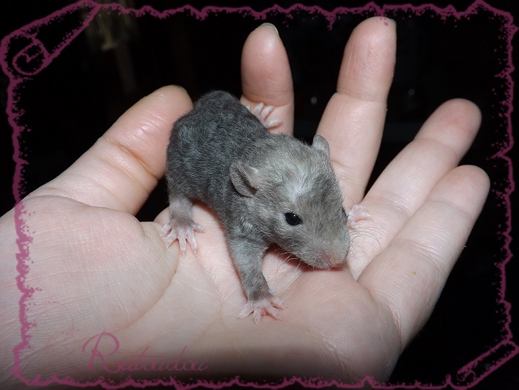 Evolution des ratons Dscf2630