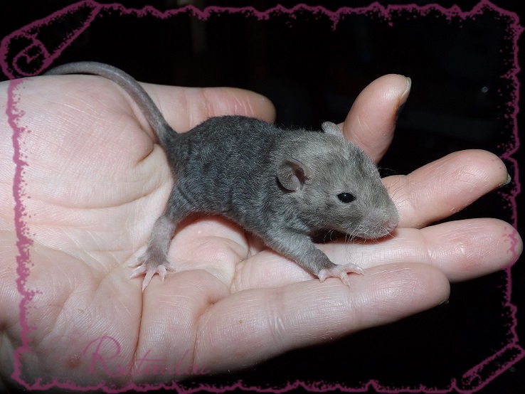 Evolution des ratons Dscf2632