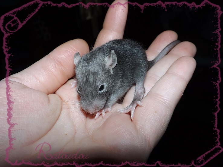 Evolution des ratons Dscf2633