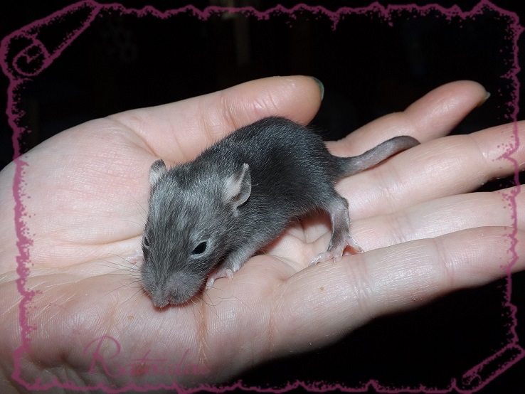 Evolution des ratons Dscf2634