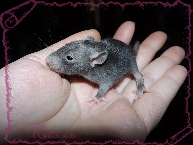 Evolution des ratons Dscf2635