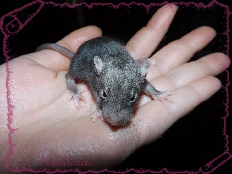 Evolution des ratons Dscf2636