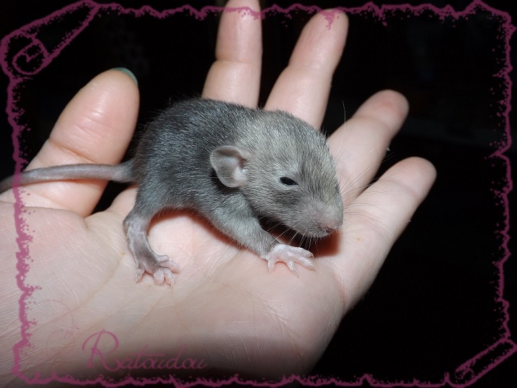 Evolution des ratons Dscf2638