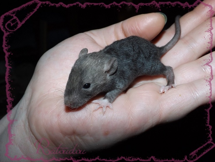 Evolution des ratons Dscf2730