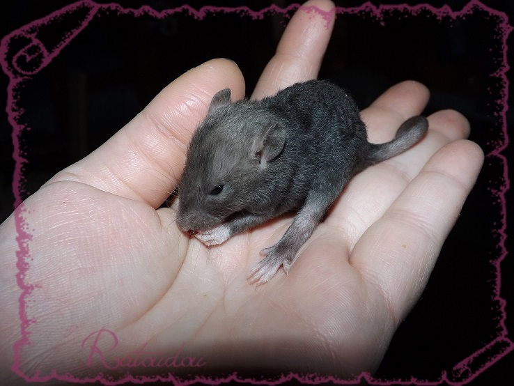 Evolution des ratons Dscf2733
