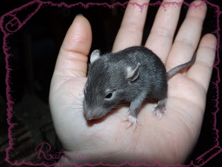 Evolution des ratons Dscf2734