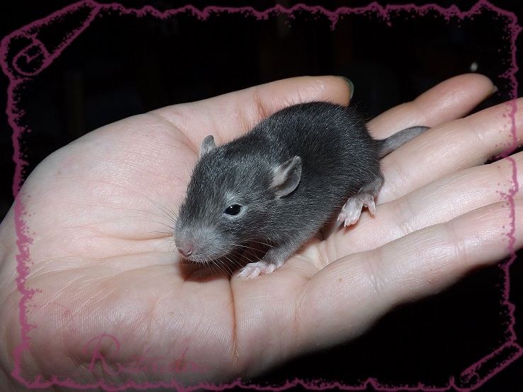 Evolution des ratons Dscf2735