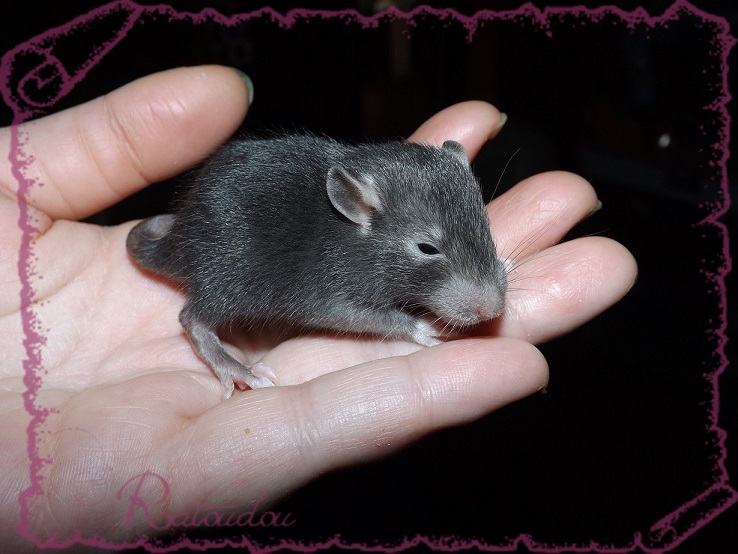 Evolution des ratons Dscf2736