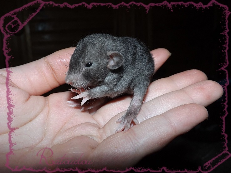 Evolution des ratons Dscf2739