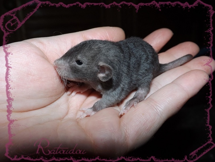 Evolution des ratons Dscf2740