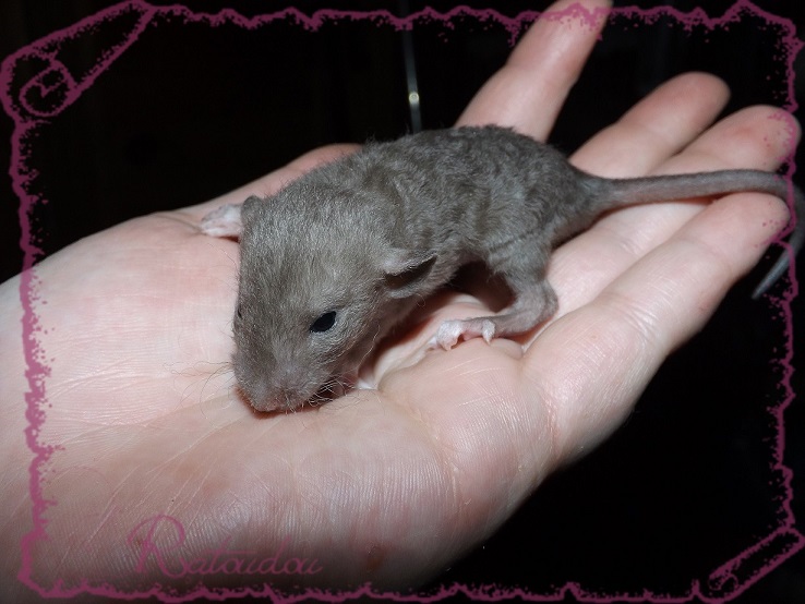 Evolution des ratons Dscf2742