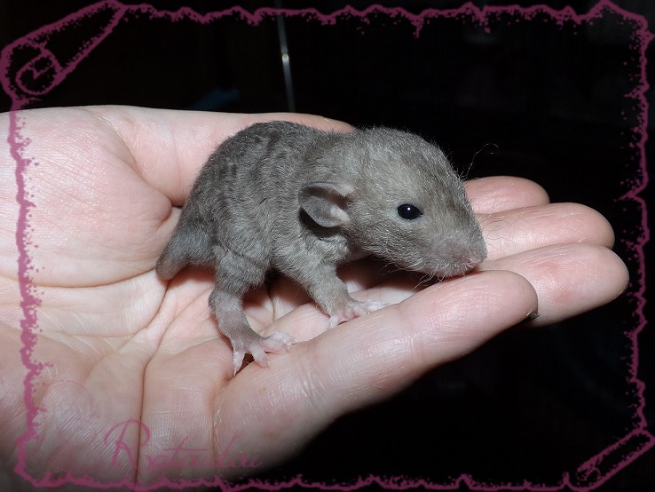 Evolution des ratons Dscf2828