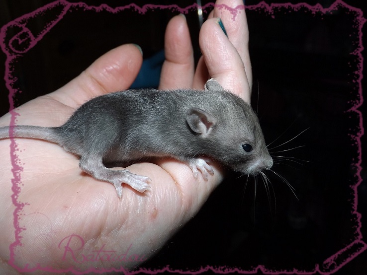 Evolution des ratons Dscf2835