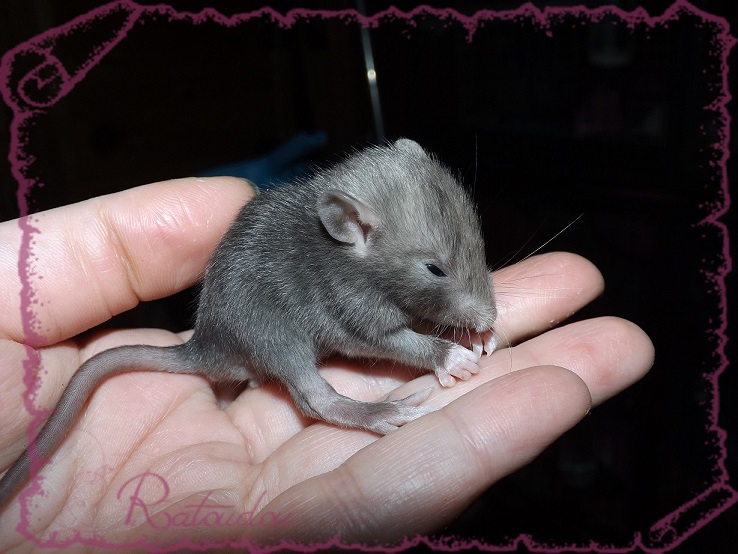 Evolution des ratons Dscf2836
