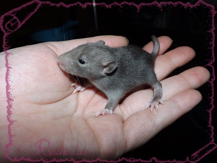 Evolution des ratons Dscf2837
