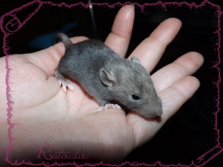 Evolution des ratons Dscf2838
