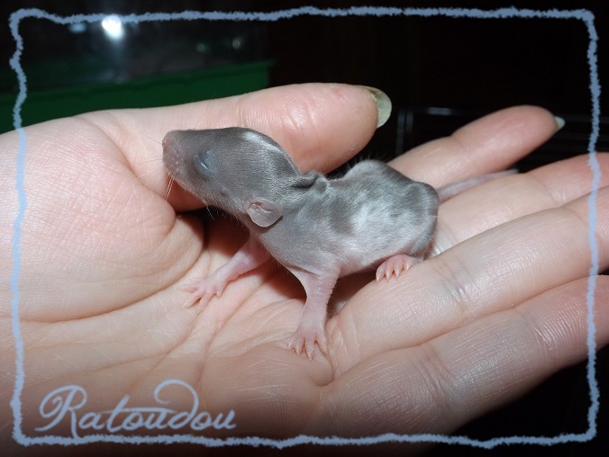 Evolution des ratons Dscf3161