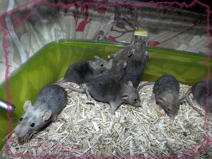 Evolution des ratons Dscf4022