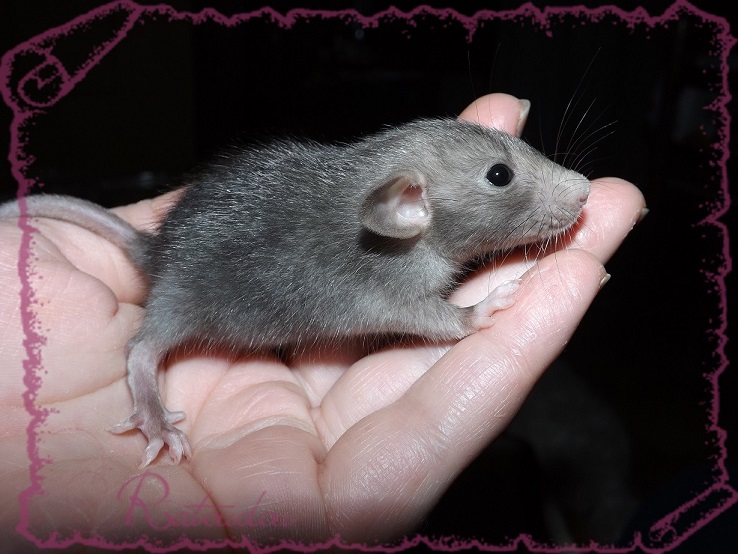 Evolution des ratons Dscf4024