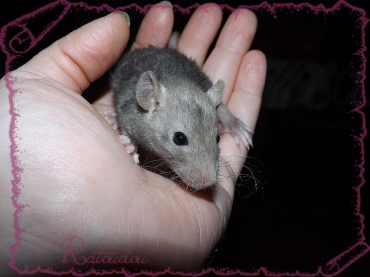 Evolution des ratons Dscf4121