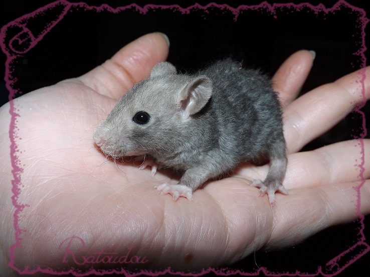 Evolution des ratons Dscf4122