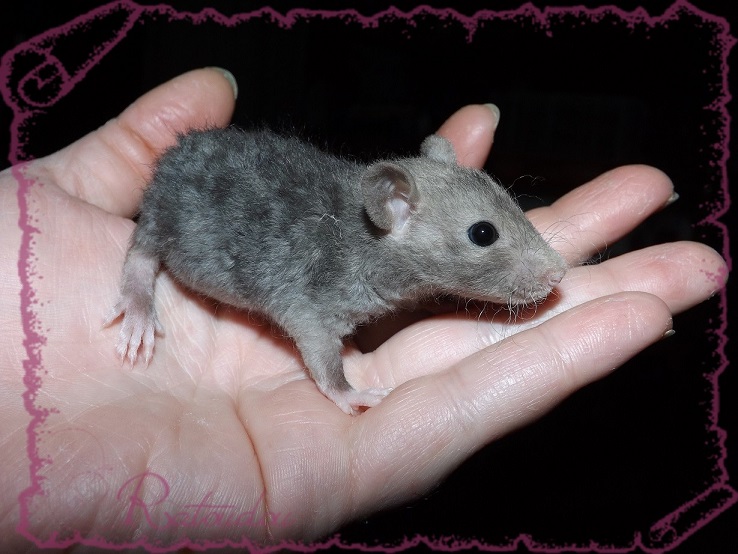 Evolution des ratons Dscf4123