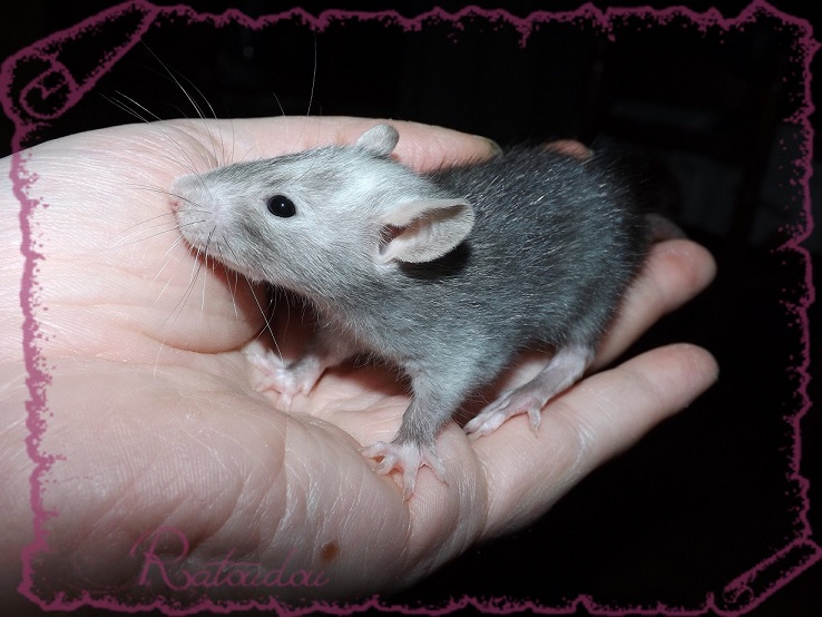 Evolution des ratons Dscf4125