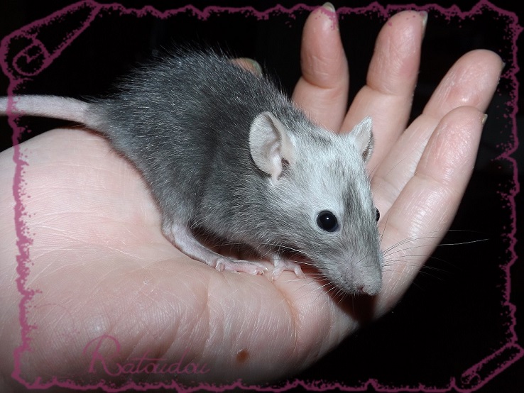 Evolution des ratons Dscf4126