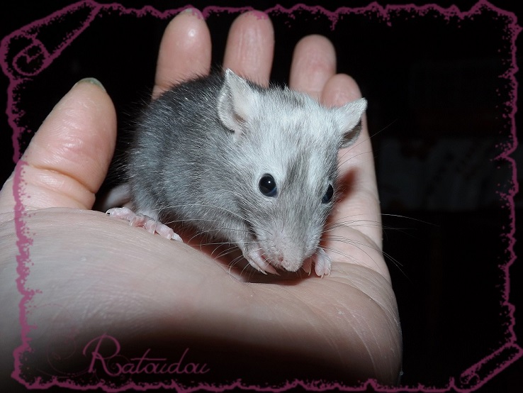Evolution des ratons Dscf4127
