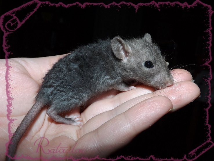 Evolution des ratons Dscf4129